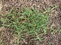 Centepede grass / Eremochloa ophiuroides
